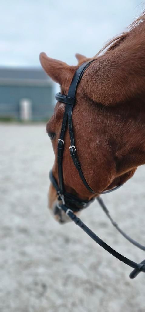 Bitloos hoofdstel full - Waldhausen, Dieren en Toebehoren, Paarden en Pony's | Hoofdstellen en Tuigage, Nieuw, Ophalen of Verzenden