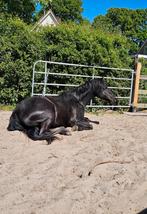Gezocht: ervaren persoon voor beleren pony/arabier