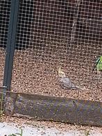 Jonge valkparkieten, Dieren en Toebehoren, Vogels | Overige Vogels, Meerdere dieren, Tropenvogel