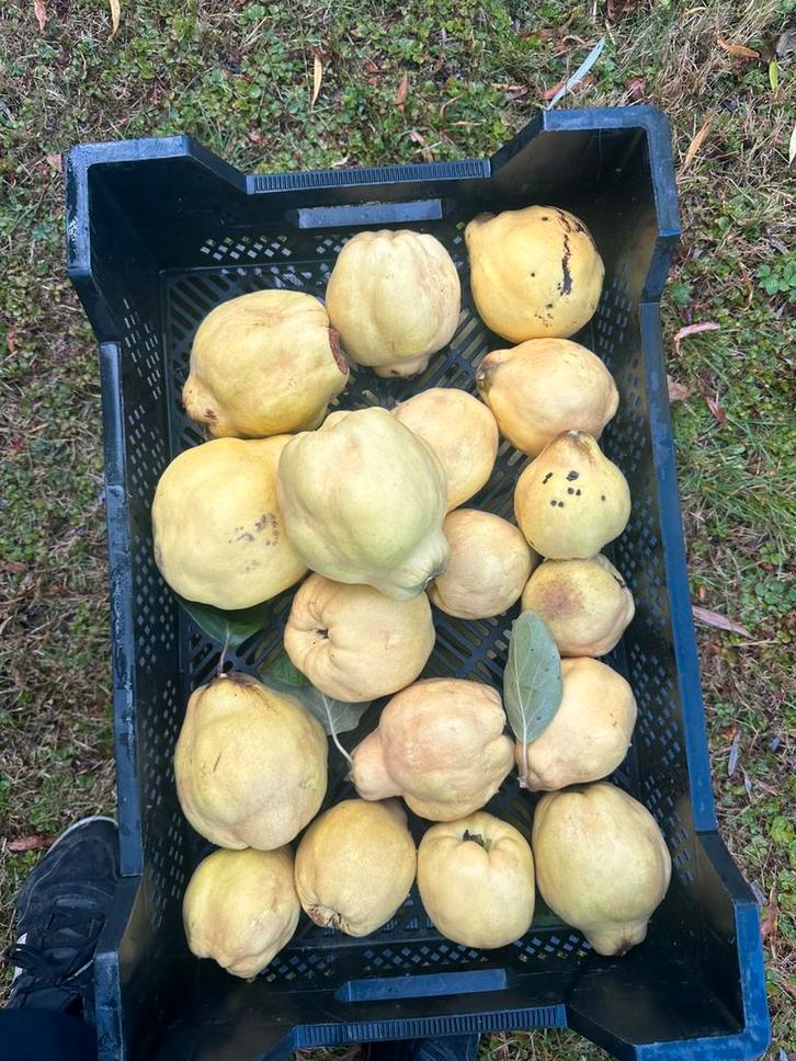 Kweeperen / kweeappels, Tuin en Terras, Planten | Fruitbomen, Ophalen of Verzenden