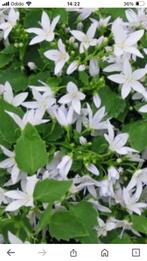 Campanula poscharskyana EH frost  wit, Halfschaduw, Zomer, Vaste plant, Bodembedekkers