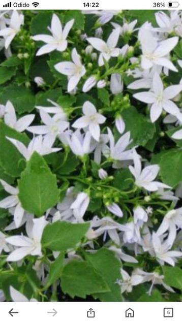 Campanula poscharskyana EH frost  wit