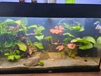 Mooi juwel aquarium 80 cm, Ophalen, Gebruikt, Gevuld zoetwateraquarium