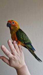 SUPER Tamme baby Zonparkieten, Dieren en Toebehoren, Vogels | Parkieten en Papegaaien, Geslacht onbekend, Parkiet, Geringd