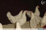 Witte Leghorn kippen., Kip, Vrouwelijk