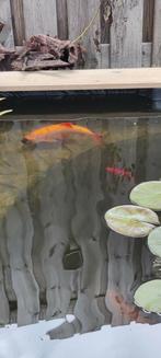 2 XXl windes 25/35 cm, Dieren en Toebehoren, Vissen | Vijvervissen, Karper of Koi