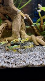 Endler gup yellow tiger, Vis, Zoetwatervis