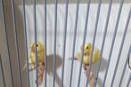 Koppel kanaries, Dieren en Toebehoren, Vogels | Kanaries, Meerdere dieren, Kleurkanarie