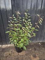 Olijfwilg 80-100 cm direct beschikbaar, Ophalen of Verzenden, Overige soorten, Haag, Minder dan 100 cm