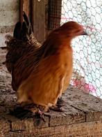 Kippen te koop, Dieren en Toebehoren, Vrouwelijk, Kip
