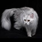 Polydactyl Maine Coon Black High Silver Tortie met stamboom, Poes, Gechipt, 0 tot 2 jaar