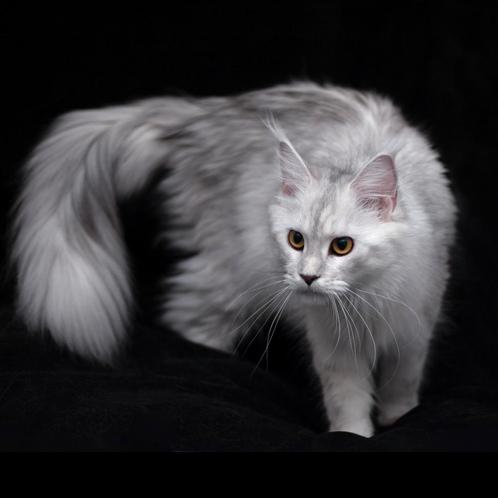 Polydactyl Maine Coon Black High Silver Tortie met stamboom, Dieren en Toebehoren, Katten en Kittens | Raskatten | Langhaar, Poes