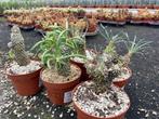Caudex Tylecodon Wallichii Centraal Zuid Afrika potmaat 13cm, Huis en Inrichting, Kamerplanten, Overige soorten, Ophalen of Verzenden