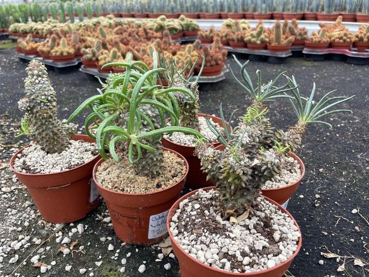 Caudex Tylecodon Wallichii Centraal Zuid Afrika potmaat 13cm, Huis en Inrichting, Kamerplanten, Overige soorten, Minder dan 100 cm