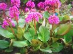 Schoenlapperplant, Tuin en Terras, Volle zon, Vaste plant, Zomer, Ophalen