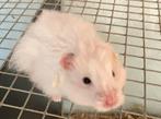 Jonge hamsters, Dieren en Toebehoren, Knaagdieren, Juli, Meerdere dieren, Hamster
