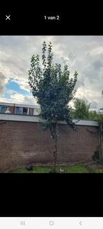pruimenboom, Overige soorten, Lente, 250 tot 400 cm, Ophalen