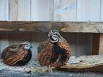 Harlekijn kwartelhaantje te koop, Dieren en Toebehoren, Pluimvee, Mannelijk, Kip