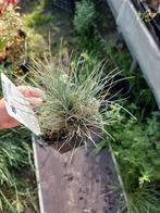 festuca glauca 'elijah blue', Ophalen, Zomer, Overige soorten, Volle zon