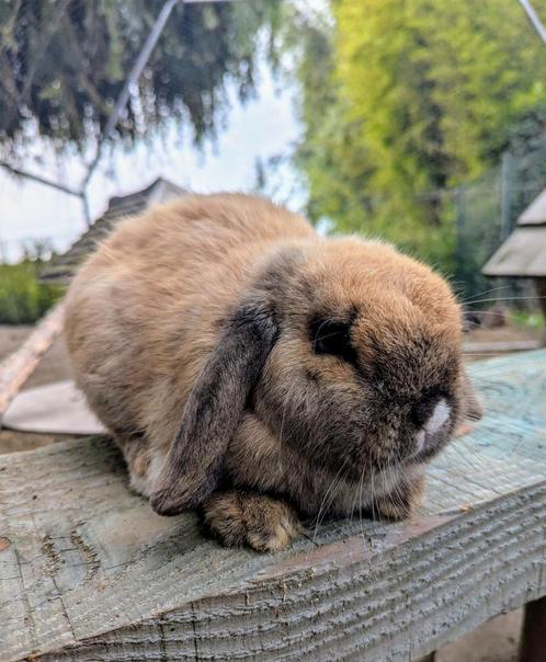 Voedster minilop konijn meisje hangoor, Dieren en Toebehoren, Konijnen, Dwerg, Vrouwelijk, 0 tot 2 jaar, Hangoor