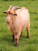 Aangeboden mooie dwergbokje, Dieren en Toebehoren