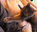 Een nieuw huisje voor Sara, Dieren en Toebehoren, Katten en Kittens | Overige Katten, Poes