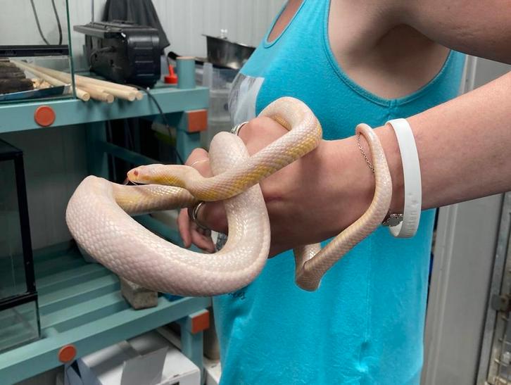 Albino rattenslang mannetje