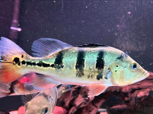 Cichla kelberi Arowana datnioides potamotrygon gar channa, Dieren en Toebehoren, Vissen | Aquariumvissen, Vis