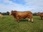 Limousin excellente fokstier, Mannelijk