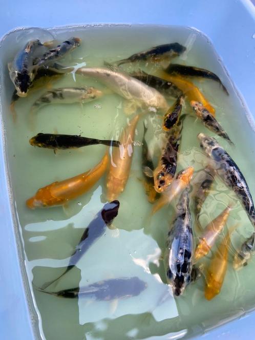Jonge koi karpers circa 600 zie beschrijving, Dieren en Toebehoren, Vissen | Vijvervissen, Karper of Koi