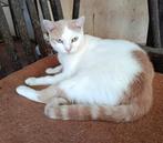 Jarela, Albert, 05-04-2024 gered uit het asiel, Dieren en Toebehoren, Katten en Kittens | Overige Katten, Kater, Kortharig, 0 tot 2 jaar