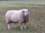 Swifter Ram, Mannelijk, Schaap, 3 tot 5 jaar