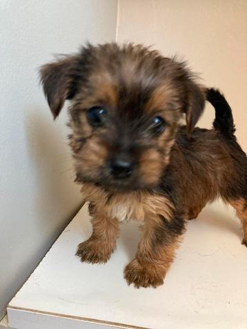 Lex is klaar om u ook zulke lieve puppies te bezorgen beschikbaar voor biedingen