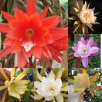 epiphyllum cactus set 5 gewortelde en 6 ongew stekken, Minder dan 100 cm, Bloeiende kamerplant, Halfschaduw, Ophalen of Verzenden