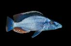Malawi Cichliden: Dimidiochromis compressiceps, Vis, Zoetwatervis