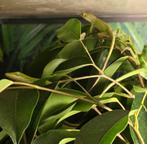 Anolis carolinensis  / rood keel Anolis, Dieren en Toebehoren, Hagedis, 0 tot 2 jaar