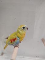 Turquoisine parkiet dilute roodbuik man, Dieren en Toebehoren, Vogels | Parkieten en Papegaaien, Mannelijk, Parkiet, Geringd