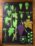 Schoolplaat poster van de Druif, Ophalen of Verzenden, Natuur en Biologie