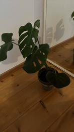 Monstera, Huis en Inrichting, Kamerplanten, Ophalen of Verzenden, In pot