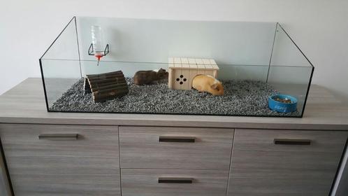 Uniek glazen Caviaverblijf, op maat, ook met trap en plateau, Dieren en Toebehoren, Knaagdieren en Konijnen | Hokken en Kooien