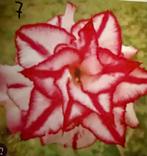 Adenium Woestijnroos - 2 jaar oud, Overige soorten, Volle zon, Ophalen of Verzenden, Tweejarig