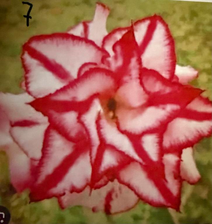 Adenium Woestijnroos - 2 jaar oud, Tuin en Terras, Planten | Tuinplanten, Tweejarig, Overige soorten, Volle zon, Zomer, Ophalen of Verzenden