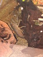 waaierhandgarnaal, Kreeft, Krab of Garnaal, Zoetwatervis