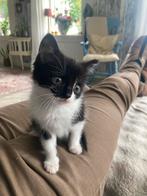 Schattige kitten vrouwtje, Dieren en Toebehoren, Katten en Kittens | Overige Katten, Poes