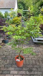 Japanse esdoorn ‘ozakkuki’, Tuin en Terras, Planten | Tuinplanten, Vaste plant, Bloeit niet, Halfschaduw, Ophalen