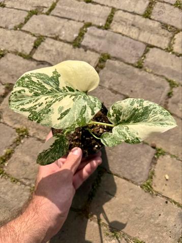 Monstera thai constellation (high color) #3  beschikbaar voor biedingen