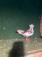 Sierduiven, Dieren en Toebehoren, Meerdere dieren, Overige soorten