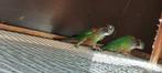 Geschilderde parkiet (Pyrrhura picta), Dieren en Toebehoren, Vogels | Parkieten en Papegaaien, Meerdere dieren, Parkiet, Geringd