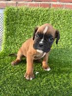 Te koop: Boxer pups, Dieren en Toebehoren, Honden | Bulldogs, Pinschers en Molossers, Rabiës (hondsdolheid), Overige rassen, 8 tot 15 weken