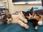 Kitten 2 maanden oud vrouwtje, ontvlooit, ontwormt, Dieren en Toebehoren, Katten en Kittens | Overige Katten, Poes